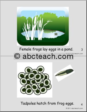 Early Reader: Growing Frogs Booklet (color) (pre-k/primary)