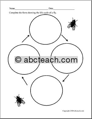 Science Form: Life Cycle of a Fly