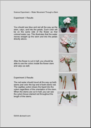 Project: Water Movement in Plants (upper elem)